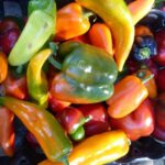THE DEM has made $150,000 available in the form of farm viability grants. Above are Rhode Island grown peppers. / COURTESY R.I. DEPARTMENT OF ENVIRONMENTAL MANAGEMENT