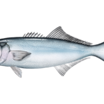 THE NOAA has declared that bluefish are overfished and set an new interim catch limit for East Coast anglers. / COURTESY NATIONAL OCEANIC AND ATMOSPHERIC ADMINISTRATION