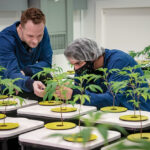 LOTS OF GREEN: Spencer Blier, left, CEO and founder of Mammoth Inc. in Warwick, one of the state’s licensed cannabis cultivators, in his facility with Lucas Molak, plant operations and solventless ice water technician. Mammoth generates $100,000 to $120,000 in cannabis sales per month. / PBN PHOTO/MICHAEL SALERNO