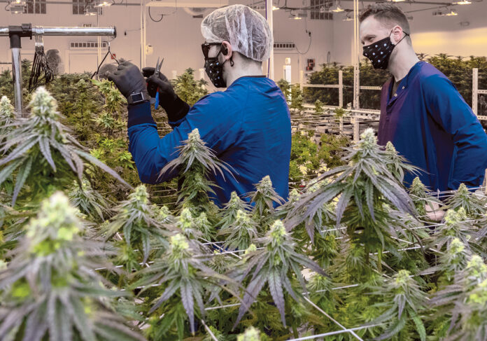 KEEPING TRACK: Spencer Blier, right, founder and CEO of licensed marijuana cultivator Mammoth Inc. in Warwick, watches as Rob Cornell harvests some of the product. Blier says banking and tax accounting are made more difficult because federal law prohibits the cannabis industry. / PBN FILE PHOTO/MICHAEL SALERNO