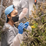 KEEPING WATCH: Levi Tracy, part of the grow staff at medical marijuana cultivator Hangar 420 in Warwick, tends the near-harvest plants. / PBN PHOTO/MICHAEL SALERNO