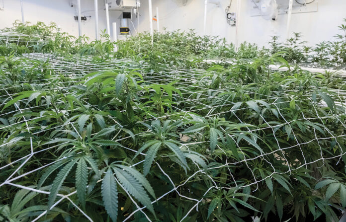NEW DAY: Rhode Island is now the 19th state to legalize recreational marijuana use. The new law allows employers to prohibit marijuana use in the workplace but doesn’t define how to determine whether an employee is under the influence. / PBN FILE PHOTO/MIKE SALERNO