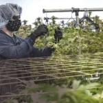 A WORKER AT Mammoth Inc., one of the state’s licensed cannabis cultivators, tends to the marijuana plants at its Warwick location. / PBN FILE PHOTO/MICHAEL SALERNO