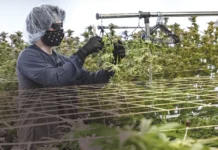 A WORKER AT Mammoth Inc., one of the state’s licensed cannabis cultivators, tends to the marijuana plants at its Warwick location. / PBN FILE PHOTO/MICHAEL SALERNO
