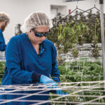 FUTURE EXPANSION? Alyssa Kenyon works as a trimmer in the Mammoth Inc. cannabis cultivation facility in Warwick. Founder and CEO Spencer Blier hopes eventually to add grow rooms, lab space and employees after retail sales of recreational marijuana start in December.  PBN PHOTO/MICHEAL SALERNO