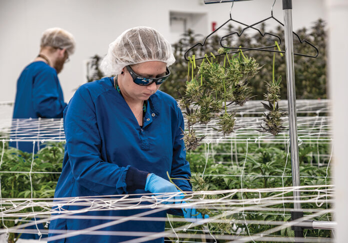 FUTURE EXPANSION? Alyssa Kenyon works as a trimmer in the Mammoth Inc. cannabis cultivation facility in Warwick. Founder and CEO Spencer Blier hopes eventually to add grow rooms, lab space and employees after retail sales of recreational marijuana start in December.  PBN PHOTO/MICHEAL SALERNO
