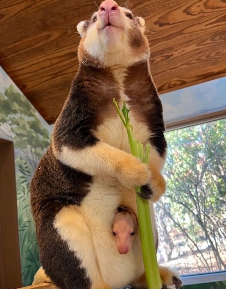 Roger Williams Zoo announces birth of endangered kangaroo