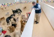 SEEKING CLIENTS: Robert Wheeler, co-owner of Friends of Toto Inc., a dog day care and grooming business in Pawtucket, spent $400,000 to double his business space to accommodate growing customer demand but now he must find additional customers to cover the construction costs of expansion. PBN PHOTO/MICHAEL SALERNO